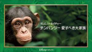 ディズニーネイチャー/チンパンジー 愛すべき大家族